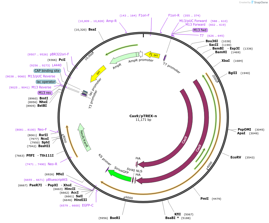 Cas9/pTREX-n载体图谱